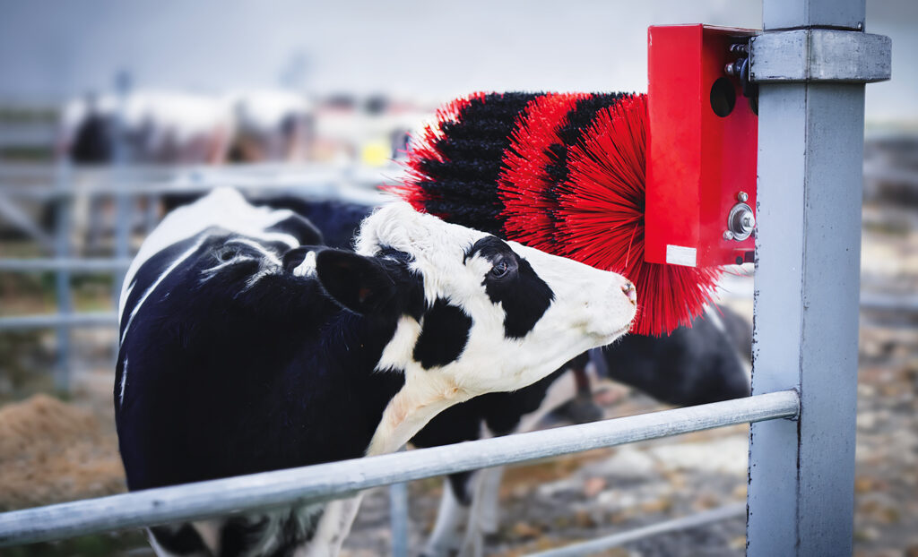 Cow and animal brush