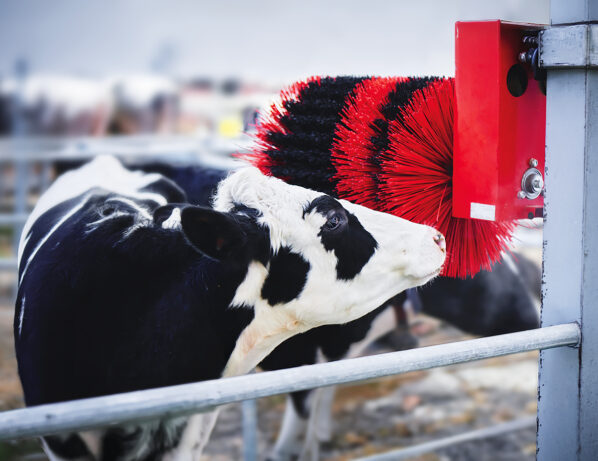 Cow and animal brush