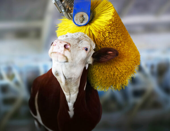 Animal and agricultural brush